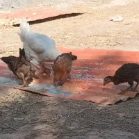 مرغ و خروس