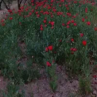 زمین