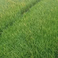 بذرشالی ۹۰روزه ۴۰متر دارم