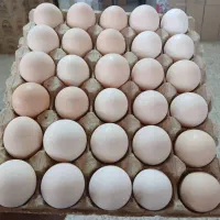 فروش ویژه تخم مرغ محلی