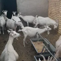 بزوگره سانن فروشی