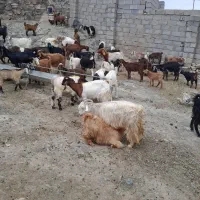 بز.|حیوانات مزرعه|جلگه رخ, |دیوار