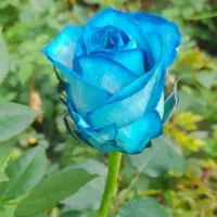 خروس لاری