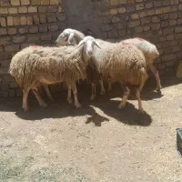 گوسفند برا قربانی