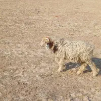 بره نر