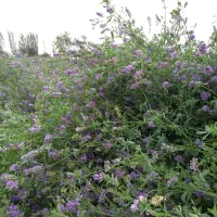 بذر یونجه  با باردهی بالا
