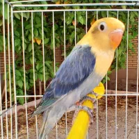 فروش فیشر آیرینگ