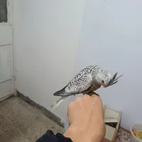 انواع جوجه عروس سرلاکی و دان خور