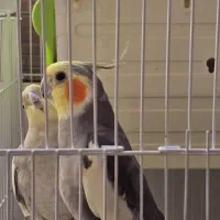 ۲ جفت مولد + ۱ تکی