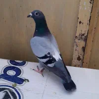 سه عددماده پلاکی عطیقه