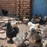 خروس ابریشمی گوش آبی ۵انگشتی
