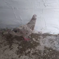 سورورهفت رنگ غریب گیری