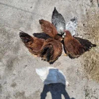 نیمچه و مرغ مینا