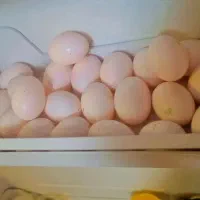 تخم کفتر کبوتر برای زبون بچه تازه تازه