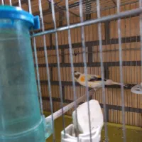 قناری نر جوجه سال سهره