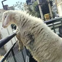 گوسفند اذربایجان بره نر درجه یک پرواری