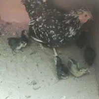جوجه نژادگلین