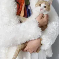واگذاری رایگان گربه
