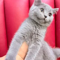 گربه بریتیش بلو ماده