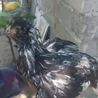 مرغ وخروس گلین سیاه خال سوزنی مشکی