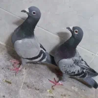 جفت نروماده