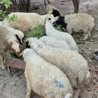 ۷عدد بره نر درجه یک در شهر حر