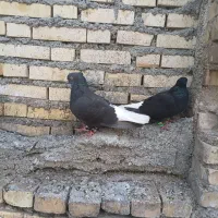 کبوتر اشعل. سیاه