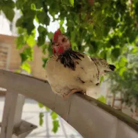 خروس|حیوانات مزرعه|اصفهان, عسگریه|دیوار
