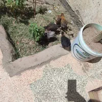 جوجه محلی