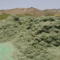 فروش طلای سبز(یونجه)