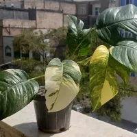 گل و گیاه طبیعی آپارتمانی فیلودندرون پیناتوم ماربل