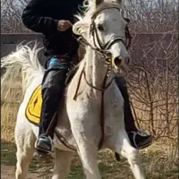 اسب مادیان یه سر عرب