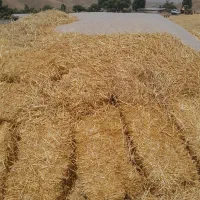 کاه سیاه دانه (قره دنه سامانی)