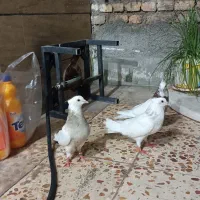 ۳تا طوقی