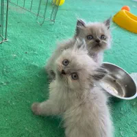 گربه