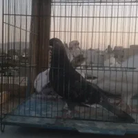 6عدد کبوتر یکجا