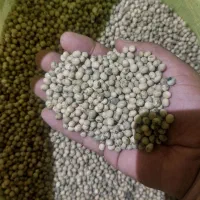 فروش بذر سویا رقم ویلیام