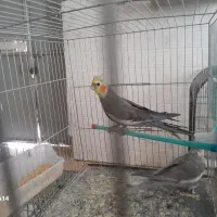 دوتا عروس هلندی نر