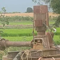 بذر شالی آماده کشت