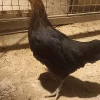 مرغ
