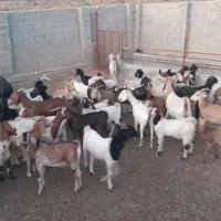 فروش سی راس بز دو رگ، کره دار، آبستن، خشک