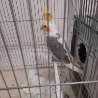 عروس هلندی نروماده