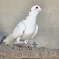 کبوتر|پرنده|اصفهان, شاهد|دیوار