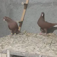 کفتر دم سفید جفتگاه