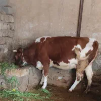 فروش گاو