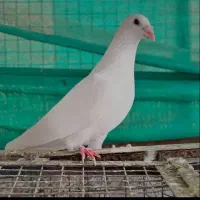 سه تا پلاکی مسافتی نر بشرط