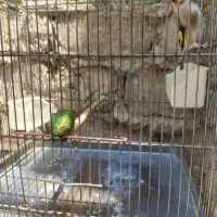 سهره ماده کرمانی جوجه قفس کارداده