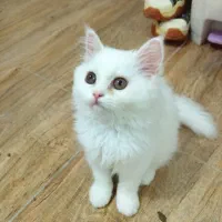 گربه پرشین سفید ۶ماهه