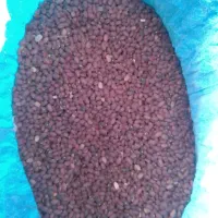 لوبیا قرمز بذری