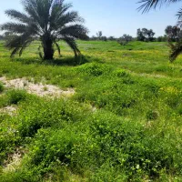 استخدام